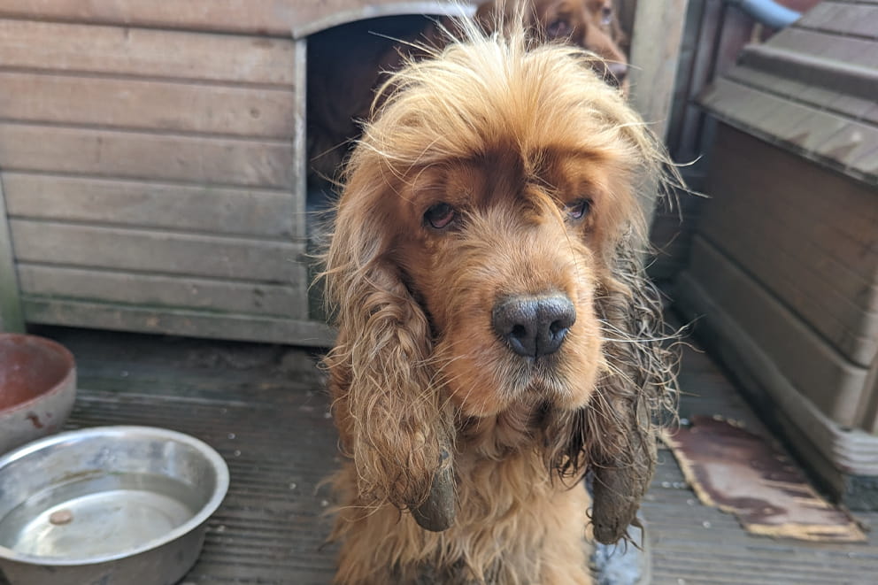 Betty, a golden cocker spaniel cross. Her ears are infected and matted and she looks dirty and sad.