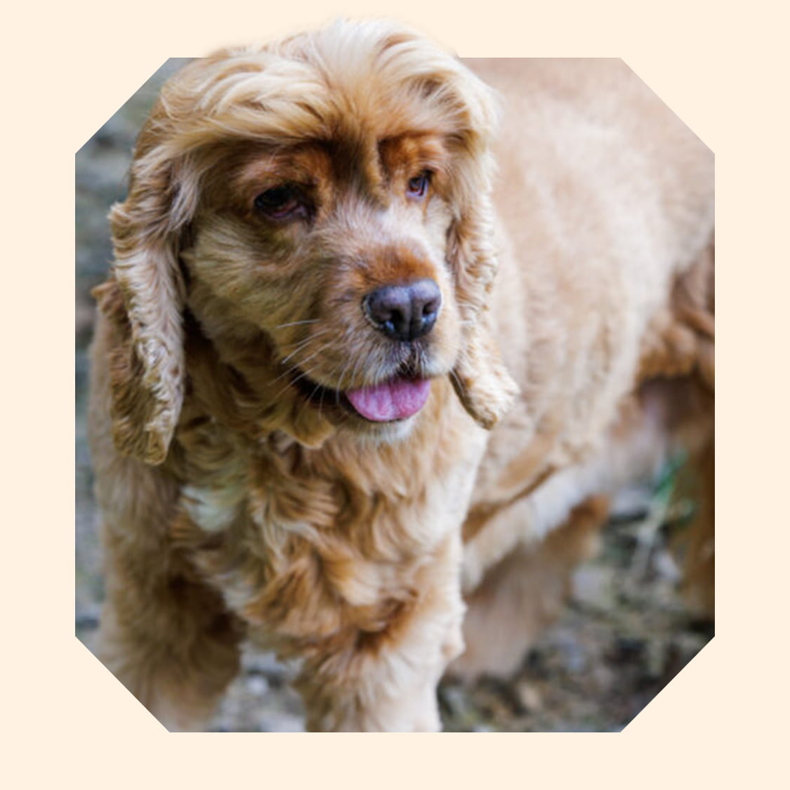 Betty, a golden cocker spaniel cross.