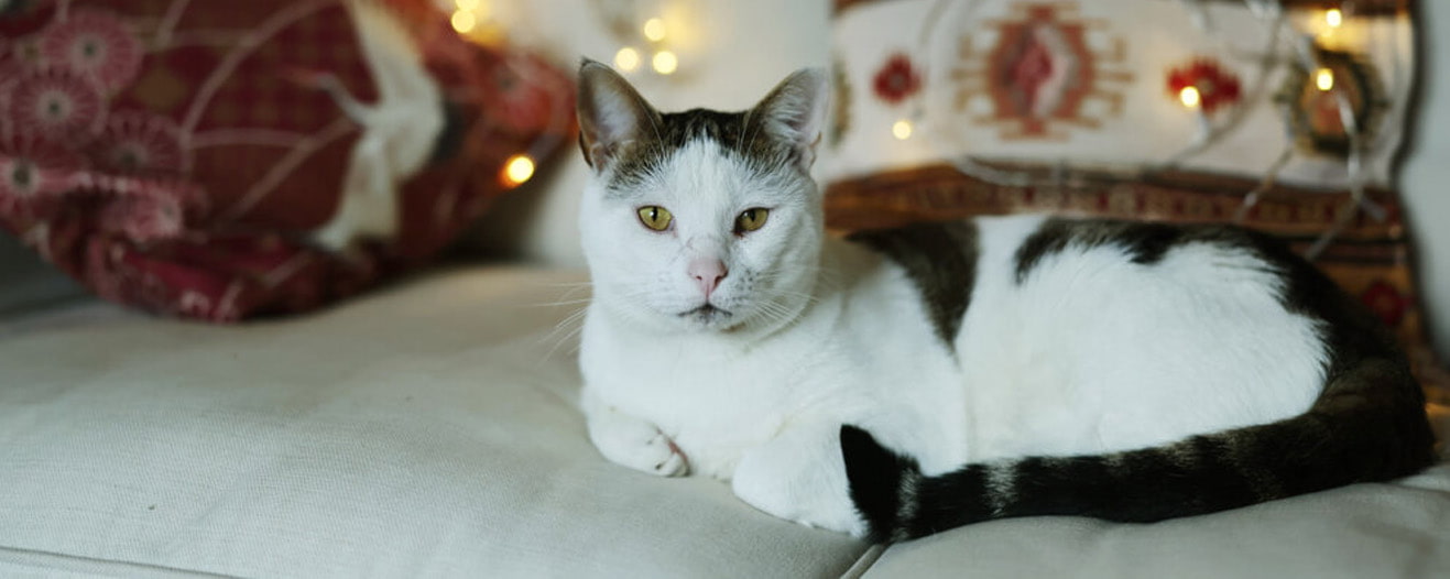Boris, a white cat with brown patches and tail laying down on a beige sofa.