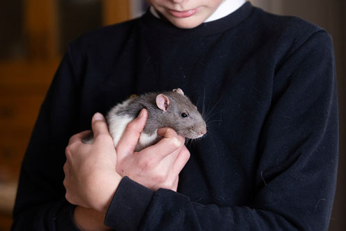 A grey and white rat being held by a young person in a black sweater.