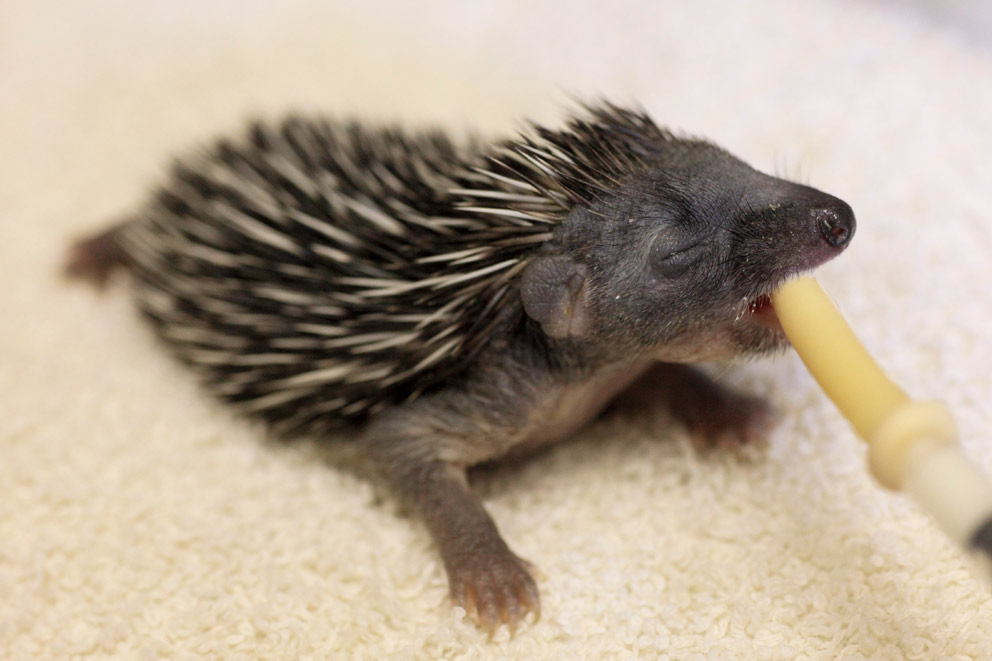 A baby hedgehog receiving care by being tube fed milk .