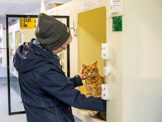 Animal care assistant, Chelsey is petting Minx inside one of the cat pods at the animal centre.