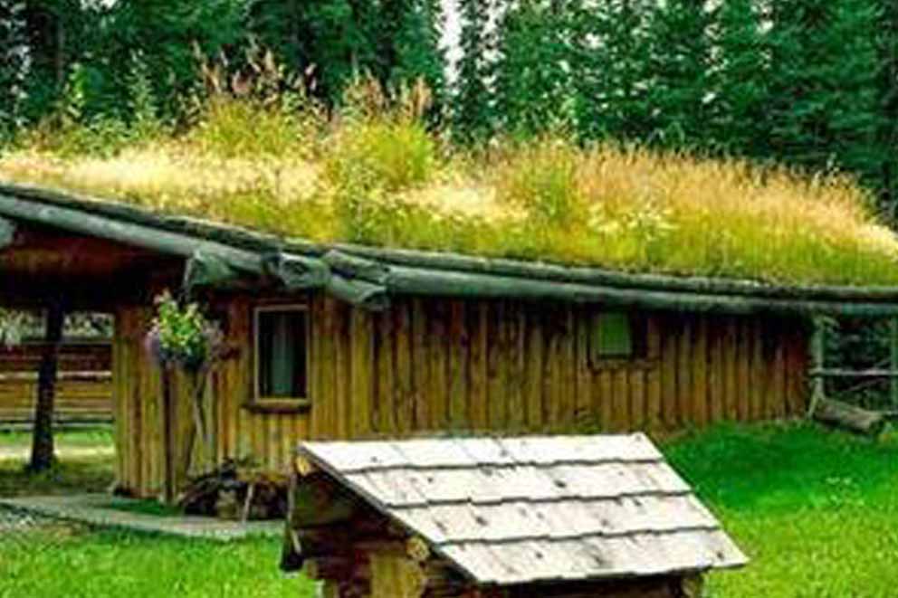 An outdoor shed planted with grass seed and wild flowers on is roof to attract all kinds of wildlife.