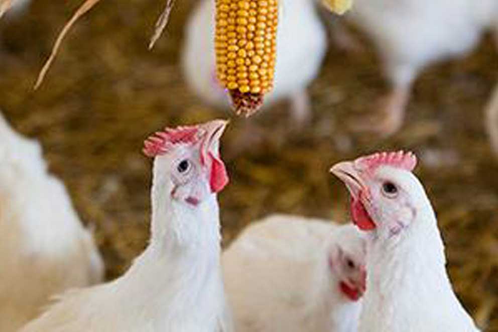 Two chickens pecking at a hanging corn