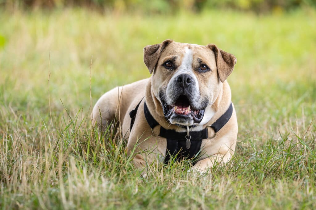 A large brown and white dog wearing a black harness laying down in long grass.