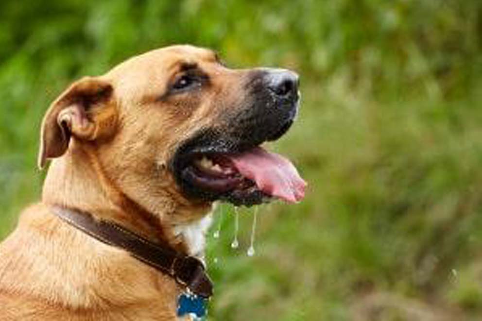Dog sitting outside panting.