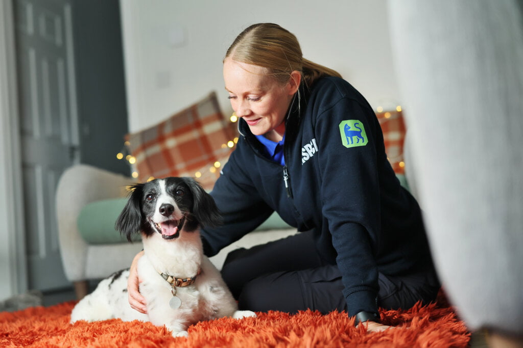 Floss, a black and white dog sitting playfully on a red fluffy rug next to an RSPCA worker.