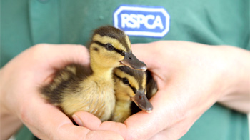 two ducklings in the palm of a person's hands