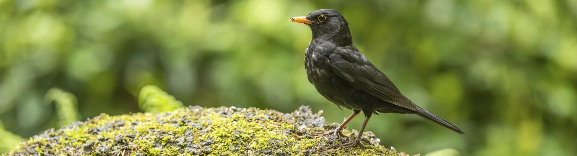 A blackbird perched on a mossy rock.