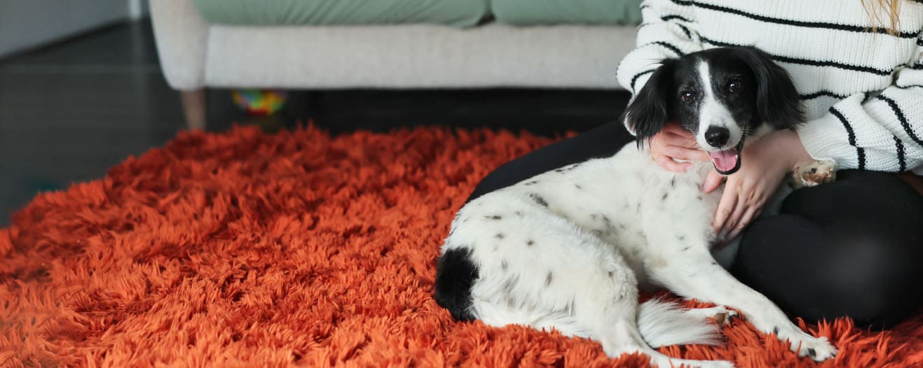 Floss, a black and white medium sized dog cuddling up to owner on a red fluffy rug.
