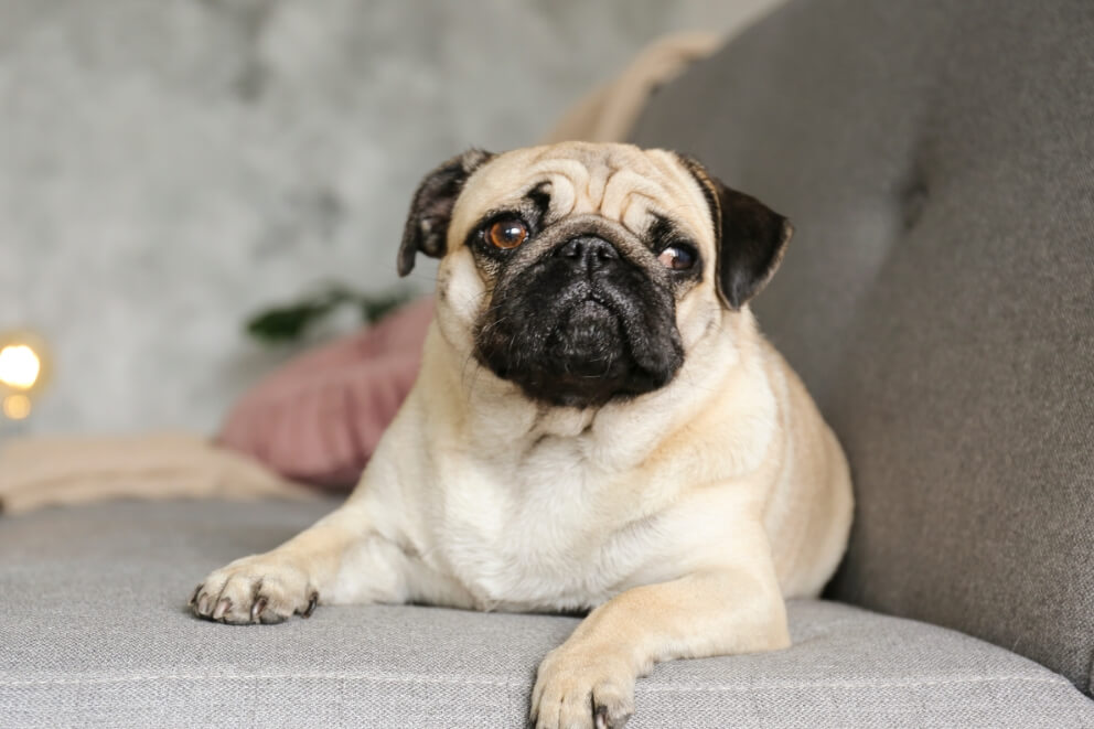 Pug laying on the sofa