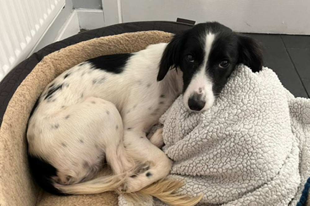 Floss, a black and white dog curled up in her dog bed, laying her head on a fluffy blanket.
