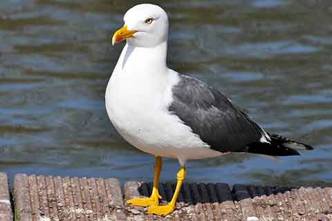A lesser black-backed gull by a lake​