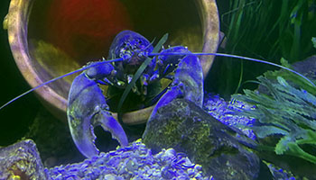 Close-up of a captive lobster.