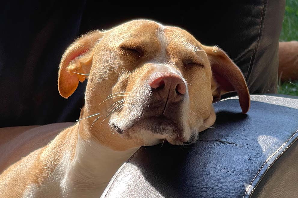 Luna, a golden staffy cross dog, asleep on a sofa.