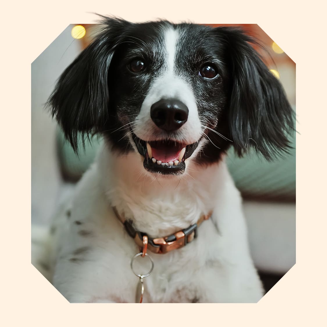 Floss, a black and white spaniel cross looking playfully into the camera.