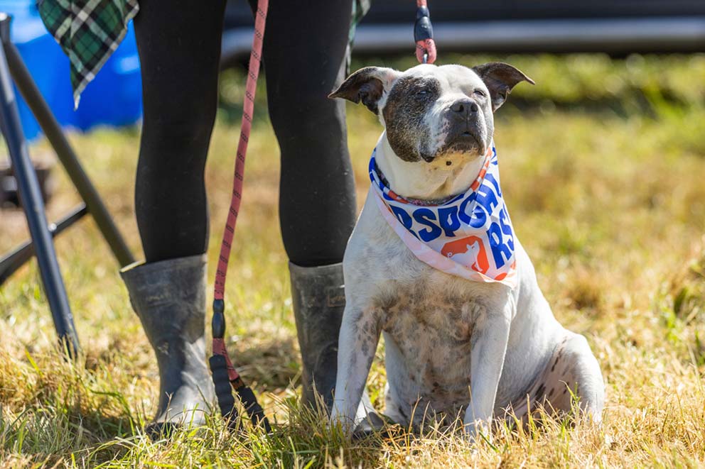 A dog wearing an RSPCA bandanna sitting next to their welly wearing owner.