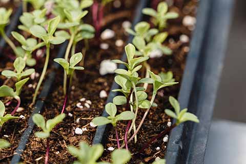 A close-up of young green seedlings sprouting in neat rows from a black plastic seed tray filled with soil, showing the early stages of plant growth.