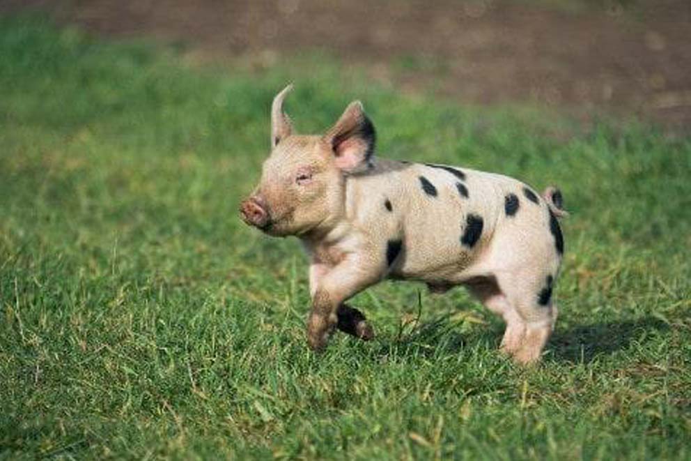 A piglet running through an open fielld.