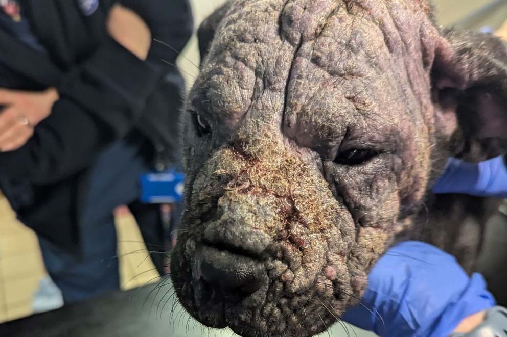 A close-up of a cane corso type dog with manage across their face.