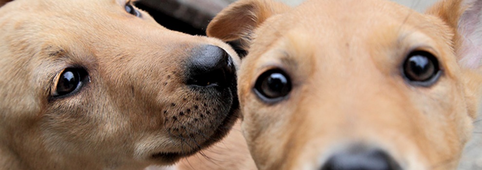 Close-up of two mixed-breed puppies faces