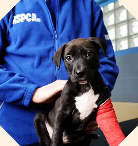 A puppy with a red bandaged front leg.