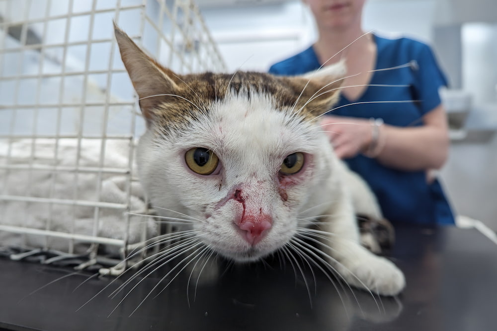 Boris, a white cat with brown patches laying on a vets table with wounds to his eyes and nose.