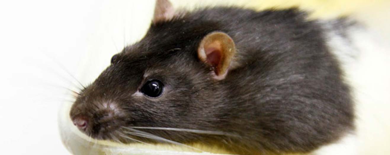 A close up of a brown rat in a lab.