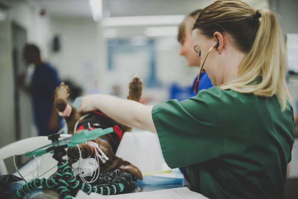 A puppy undergoing treatment at the vet.