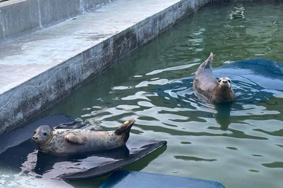 Common seals in the banana pose