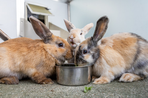 Three tri-colour rabbits huddled around a tin food bowl.