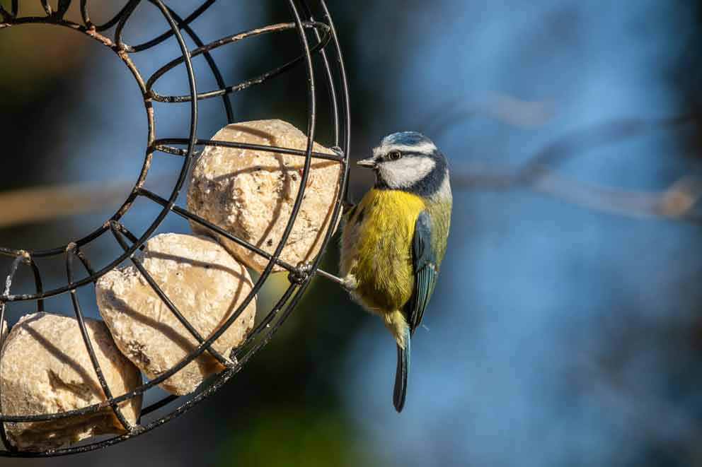 A blue tit perched on a black wire bird feeder, pecking at a round suet ball. The feeder contains multiple pale fat balls, hanging outdoors against a blurred background of blue sky and tree branches.