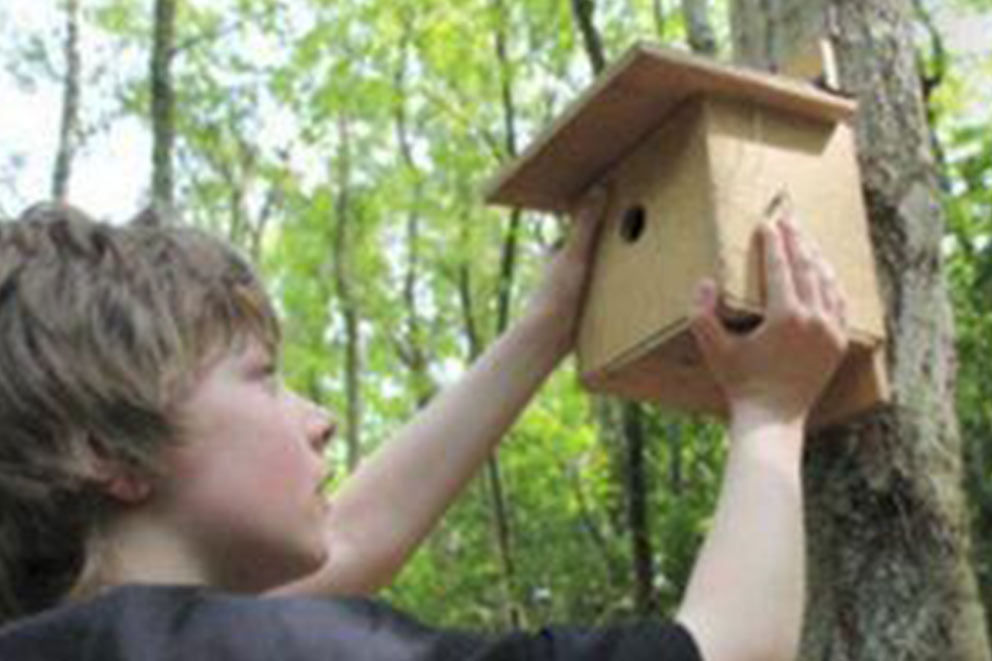 A child outdoors in a wooded area, reaching up to mount a wooden bird box to the trunk of a tree, surrounded by leafy green trees.