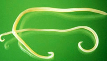 worms on green background